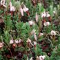 Cranberry Vaccinium macrocarpon 100 Seeds