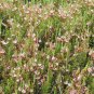 Cranberry Vaccinium macrocarpon 100 Seeds