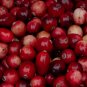 Cranberry Vaccinium macrocarpon 100 Seeds