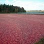 Cranberry Vaccinium macrocarpon 100 Seeds