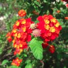 Red Lantana Shrub Verbena Lantana camara 100 Seeds