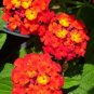Red Lantana Shrub Verbena Lantana camara 100 Seeds