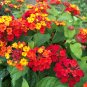Red Lantana Shrub Verbena Lantana camara 100 Seeds