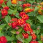 Red Lantana Shrub Verbena Lantana camara 100 Seeds