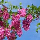 Rose Acacia Robinia hispida 20 Seeds Rose Acacia Robinia hispida 20 Seeds