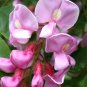 Rose Acacia Robinia hispida 20 Seeds