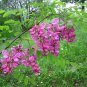 Rose Acacia Robinia hispida 20 Seeds