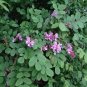 Rose Acacia Robinia hispida 20 Seeds