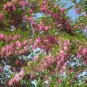 Rose Acacia Robinia hispida 20 Seeds