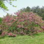 Rose Acacia Robinia hispida 20 Seeds
