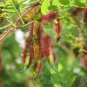 Rose Acacia Robinia hispida 20 Seeds