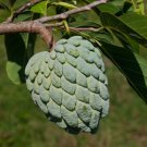 Sweetsop Sugar Apple Annona squamosa 10 Seeds Sweetsop Sugar Apple Annona squamosa 10 Seeds