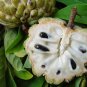 Sweetsop Sugar Apple Annona squamosa 10 Seeds