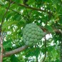 Sweetsop Sugar Apple Annona squamosa 10 Seeds