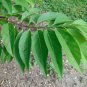 Sweetsop Sugar Apple Annona squamosa 10 Seeds