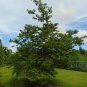 Sweetsop Sugar Apple Annona squamosa 10 Seeds