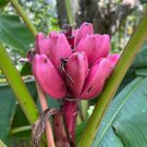 Pink Banana Musa velutina 20 Seeds