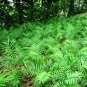 Parlor Palm Chamaedorea elegans 20 Seeds