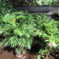 Parlor Palm Chamaedorea elegans 20 Seeds
