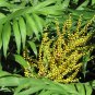 Parlor Palm Chamaedorea elegans 20 Seeds