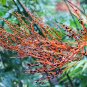 Parlor Palm Chamaedorea elegans 20 Seeds