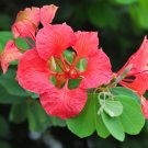 Red Orchid Tree Bauhinia galpinii 5 Seeds Red Orchid Tree Bauhinia galpinii 5 Seeds