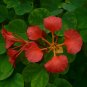 Red Orchid Tree Bauhinia galpinii 5 Seeds