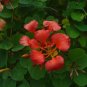 Red Orchid Tree Bauhinia galpinii 5 Seeds