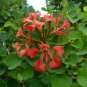 Red Orchid Tree Bauhinia galpinii 5 Seeds