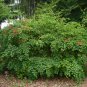 Red Orchid Tree Bauhinia galpinii 5 Seeds