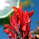 Red Canna Canna indica 20 Seeds Red Canna Canna indica 20 Seeds