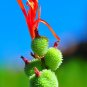Red Canna Canna indica 20 Seeds