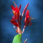 Red Canna Canna indica 20 Seeds