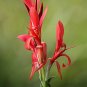 Red Canna Canna indica 20 Seeds