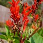 Red Canna Canna indica 20 Seeds