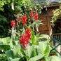 Red Canna Canna indica 20 Seeds