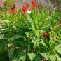 Red Canna Canna indica 20 Seeds
