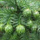 China Fir 100 Seeds Cunninghamia lanceolata China Fir 100 Seeds Cunninghamia lanceolata