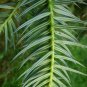 China Fir  100 Seeds  Cunninghamia lanceolata