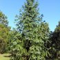 China Fir  100 Seeds  Cunninghamia lanceolata