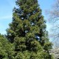 China Fir  100 Seeds  Cunninghamia lanceolata