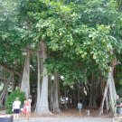 Banyan Fig Ficus benghalensis 100 Seeds Banyan Fig Ficus benghalensis 100 Seeds