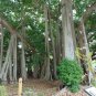 Banyan Fig Ficus benghalensis 100 Seeds