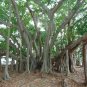 Banyan Fig Ficus benghalensis 100 Seeds