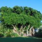 Banyan Fig Ficus benghalensis 100 Seeds