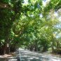 Banyan Fig Ficus benghalensis 100 Seeds