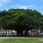 Banyan Fig Ficus benghalensis 100 Seeds
