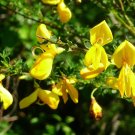 Scotch Broom Cytisus scoparius 100 Seeds Scotch Broom Cytisus scoparius 100 Seeds