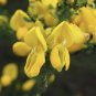 Scotch Broom Cytisus scoparius 100 Seeds