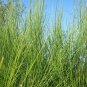 Scotch Broom Cytisus scoparius 100 Seeds